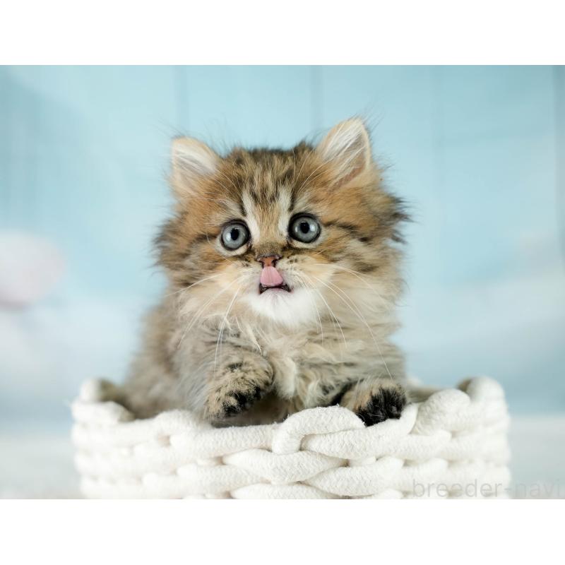 販売中の埼玉県のミヌエット-130626の8枚目