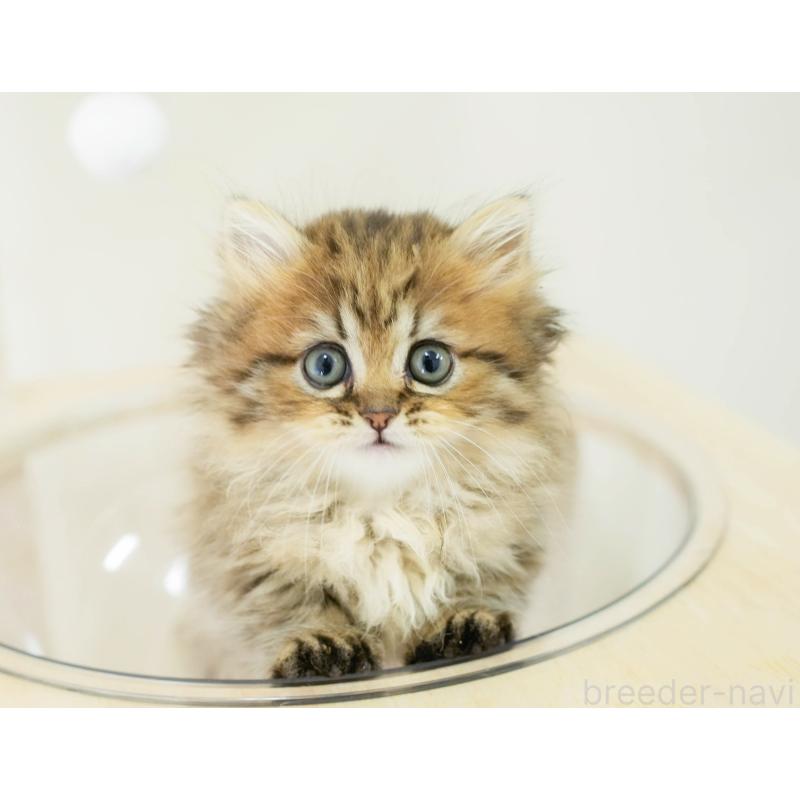 販売中の埼玉県のミヌエット-130626の7枚目