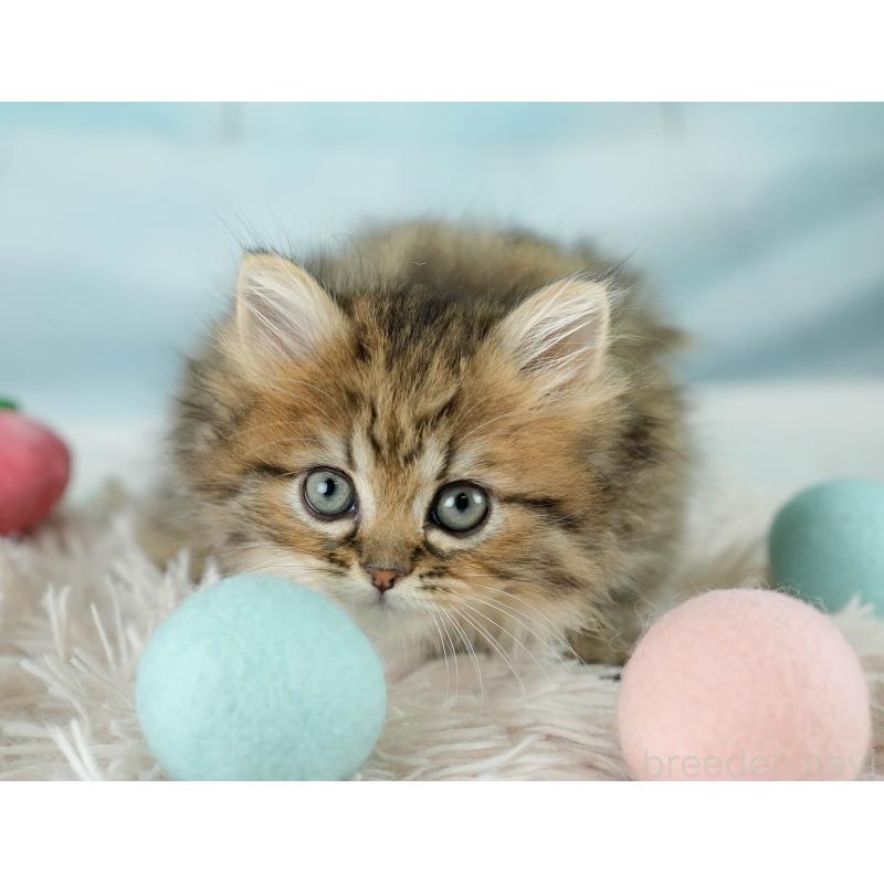 販売中の埼玉県のミヌエット-130626の5枚目