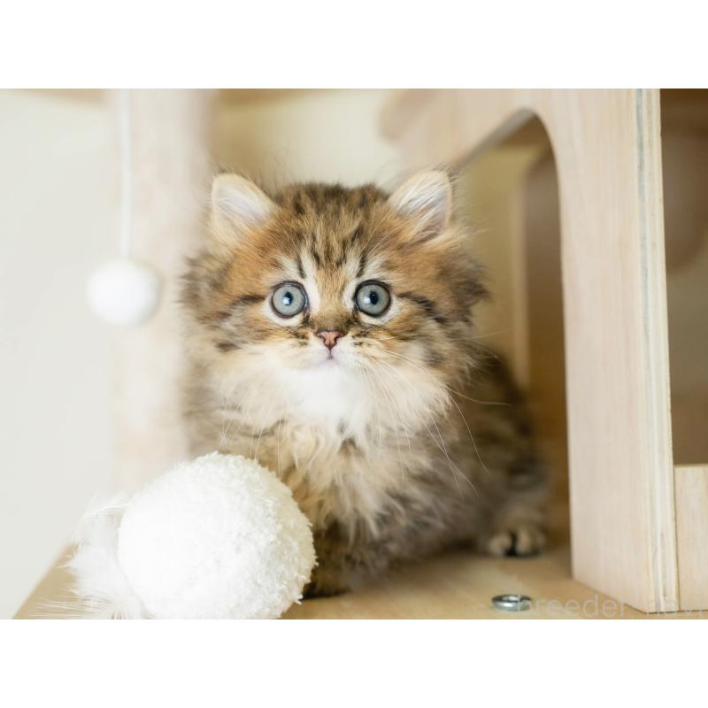 販売中の埼玉県のミヌエット-130626の4枚目