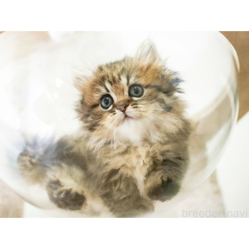 販売中の埼玉県のミヌエット-130626の3枚目