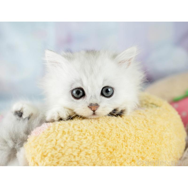 販売中の埼玉県のミヌエット-130628の11枚目