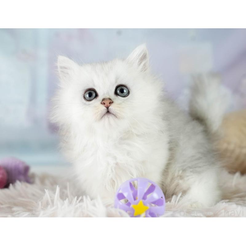 販売中の埼玉県のミヌエット-130628の10枚目