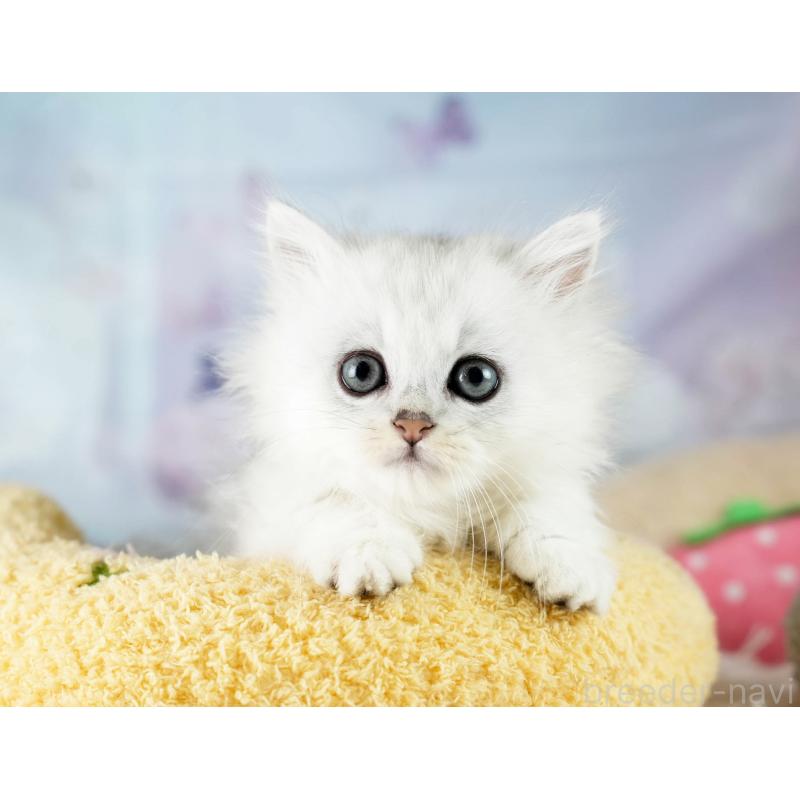 販売中の埼玉県のミヌエット-130628の9枚目