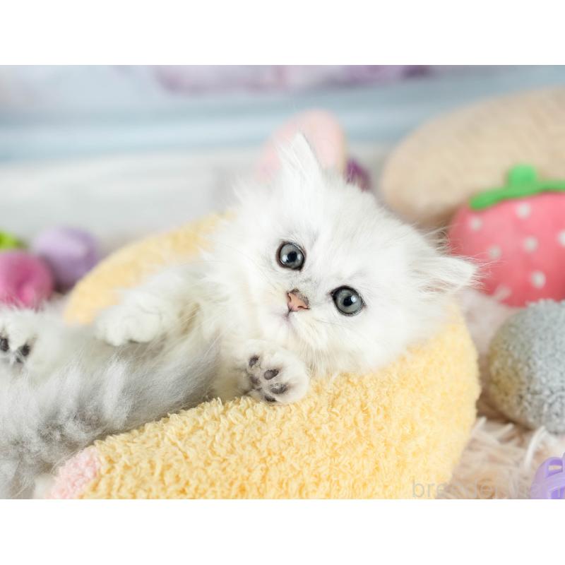 販売中の埼玉県のミヌエット-130628の8枚目