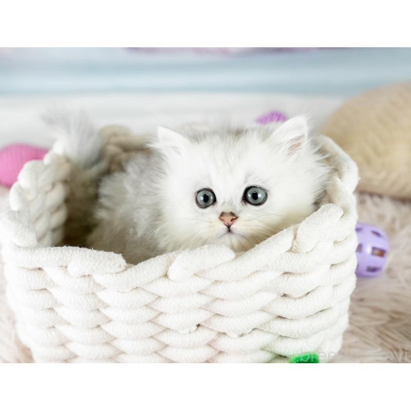 販売中の埼玉県のミヌエット-130628の7枚目