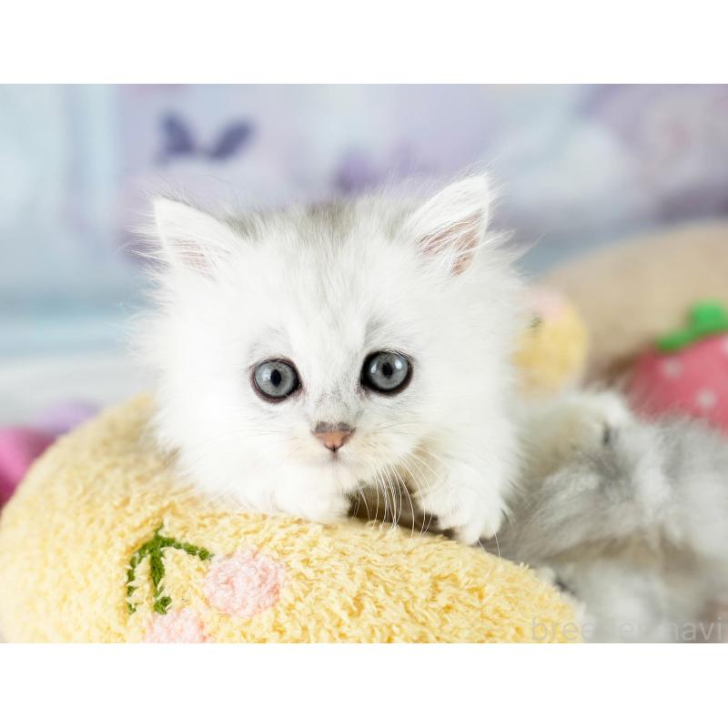 販売中の埼玉県のミヌエット-130628の6枚目