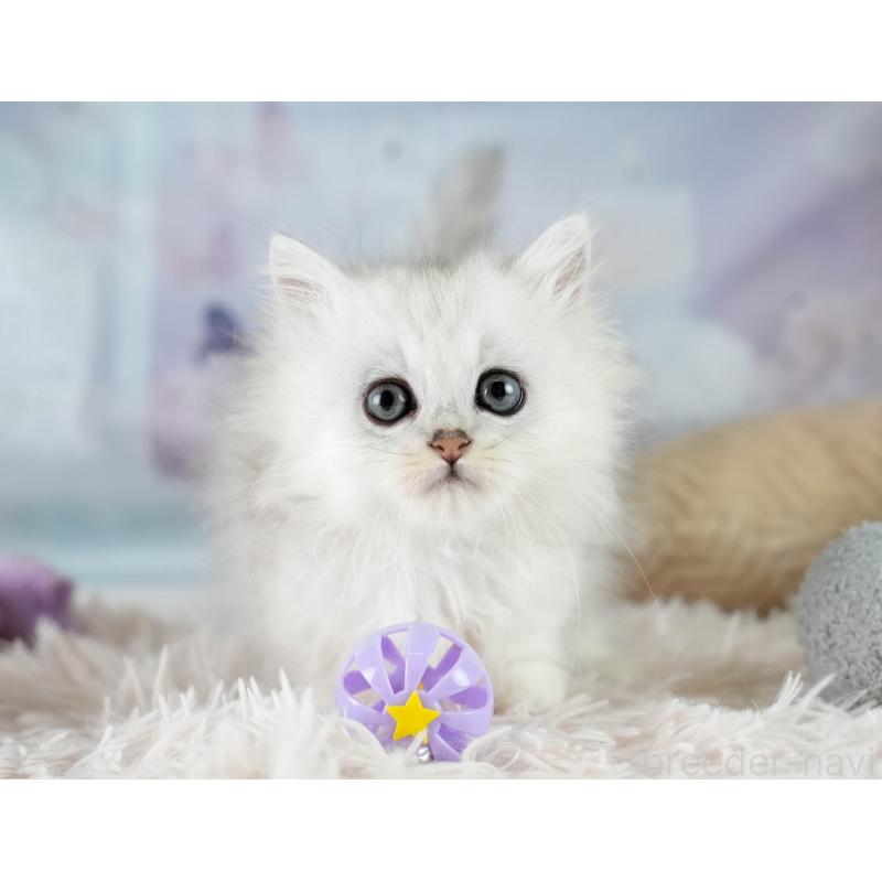 販売中の埼玉県のミヌエット-130628の5枚目