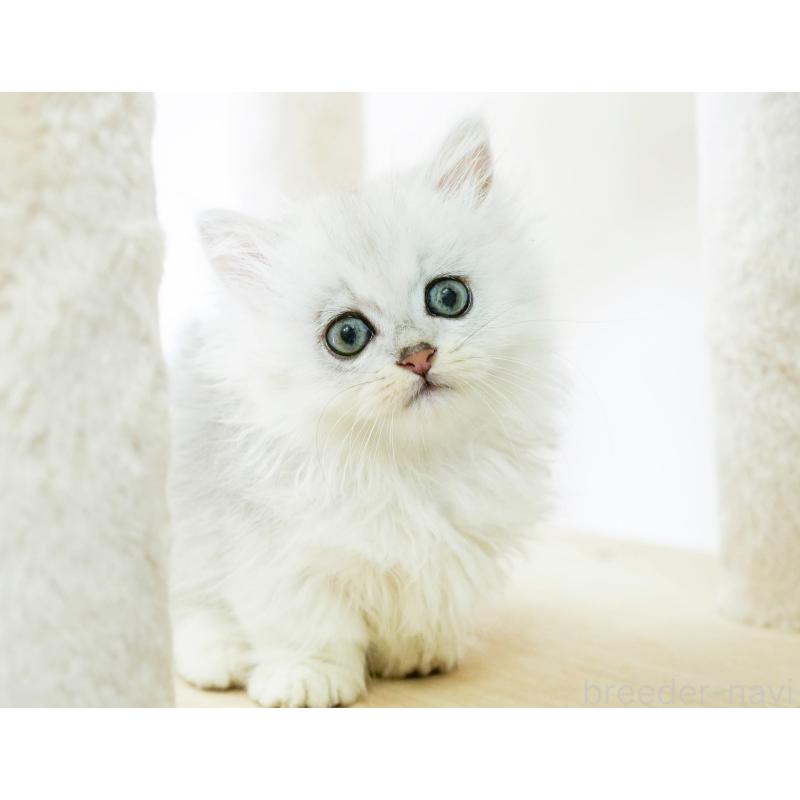 販売中の埼玉県のミヌエット-130628の4枚目