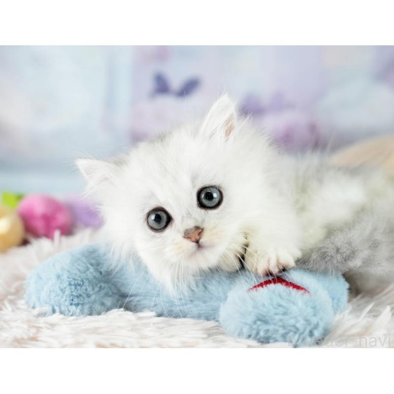 販売中の埼玉県のミヌエット-130628の3枚目