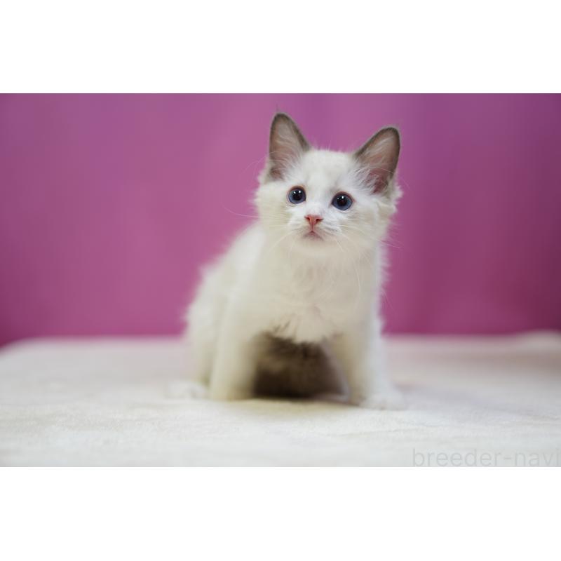 販売中の埼玉県のラグドール-130633の5枚目