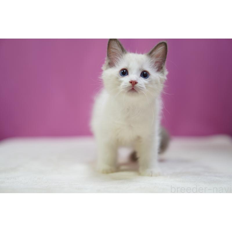 販売中の埼玉県のラグドール-130633の3枚目