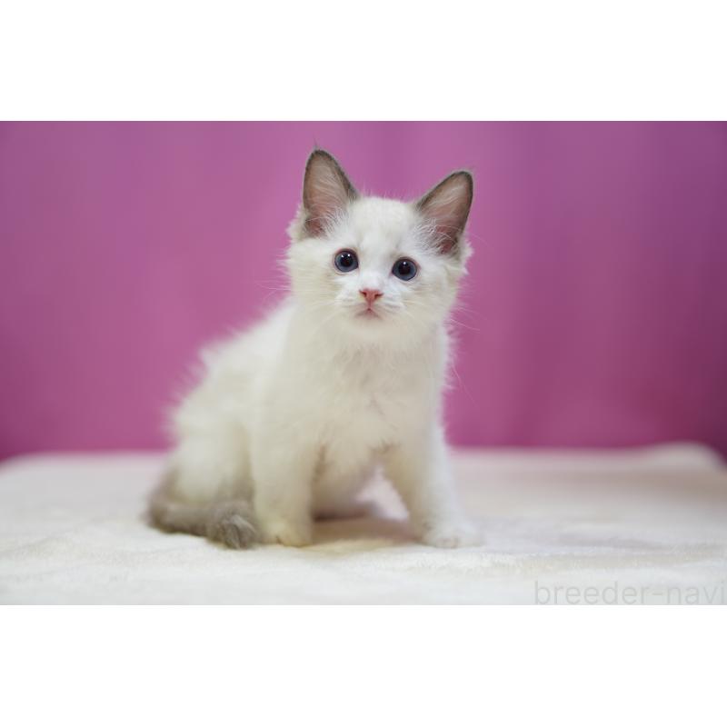 販売中の埼玉県のラグドール-130633の2枚目