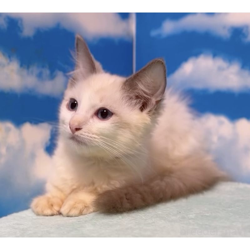 販売中の埼玉県のラグドール-130632の2枚目