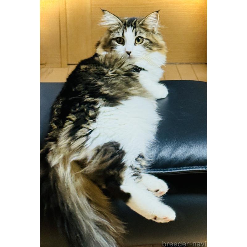 販売中の東京都のノルウェージャンフォレストキャット-120087の3枚目