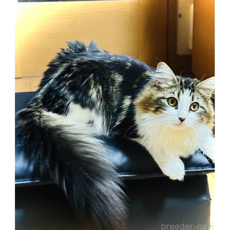 販売中の東京都のノルウェージャンフォレストキャット-120087の2枚目
