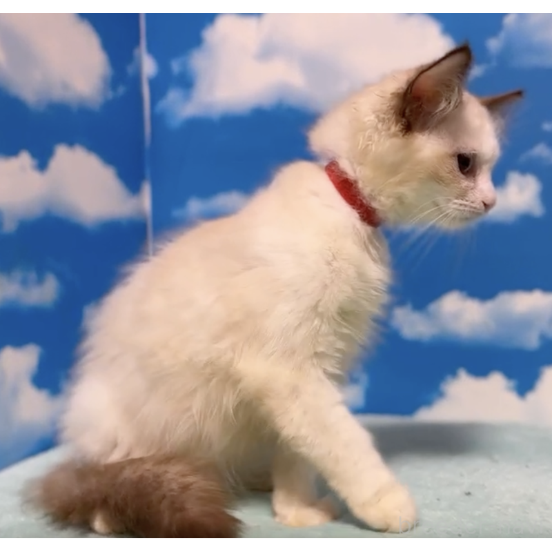 販売中の埼玉県のラグドール-130634の2枚目