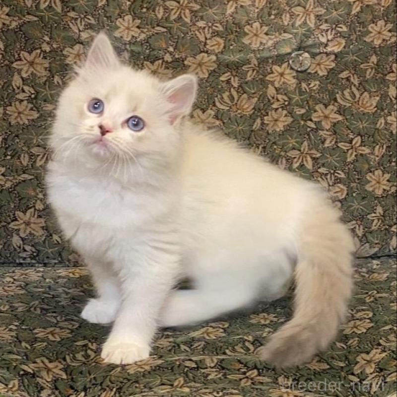 販売中の北海道のラグドール-130635の1枚目