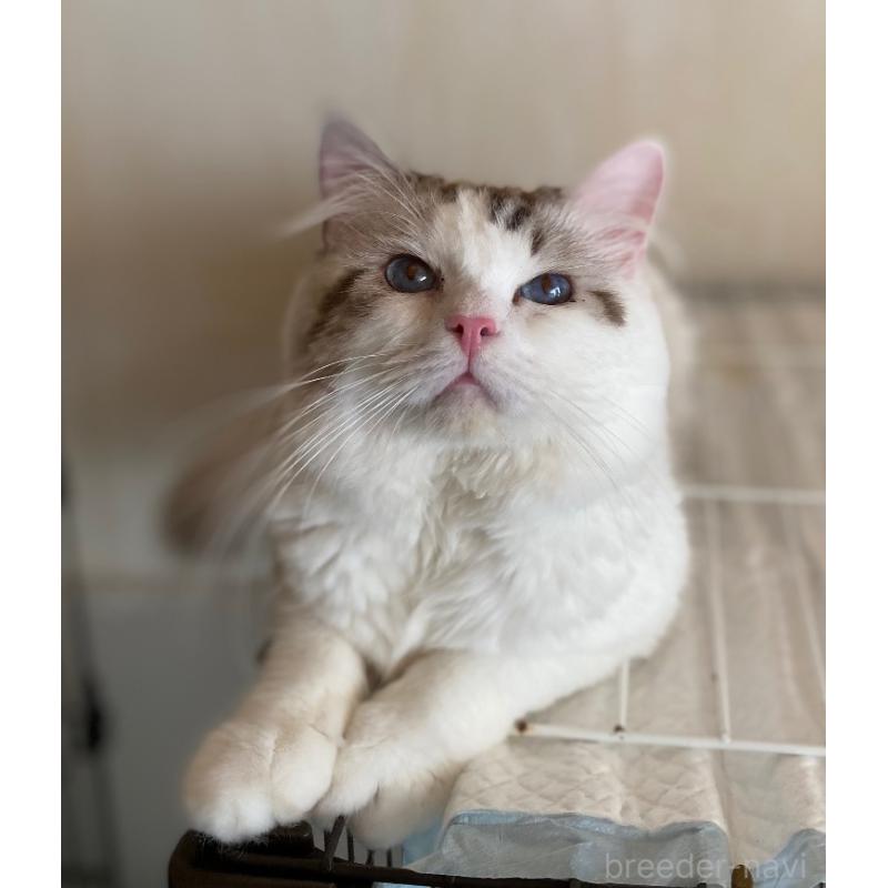 夢々（むむ）くん1枚目