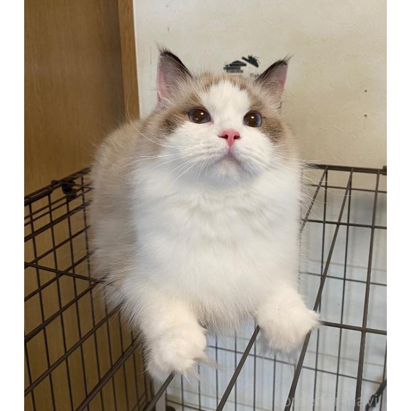 メロディちゃん1枚目