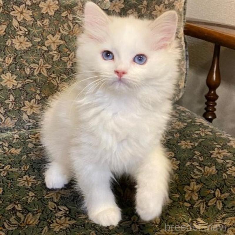 成約済の北海道のラグドール-130636の1枚目