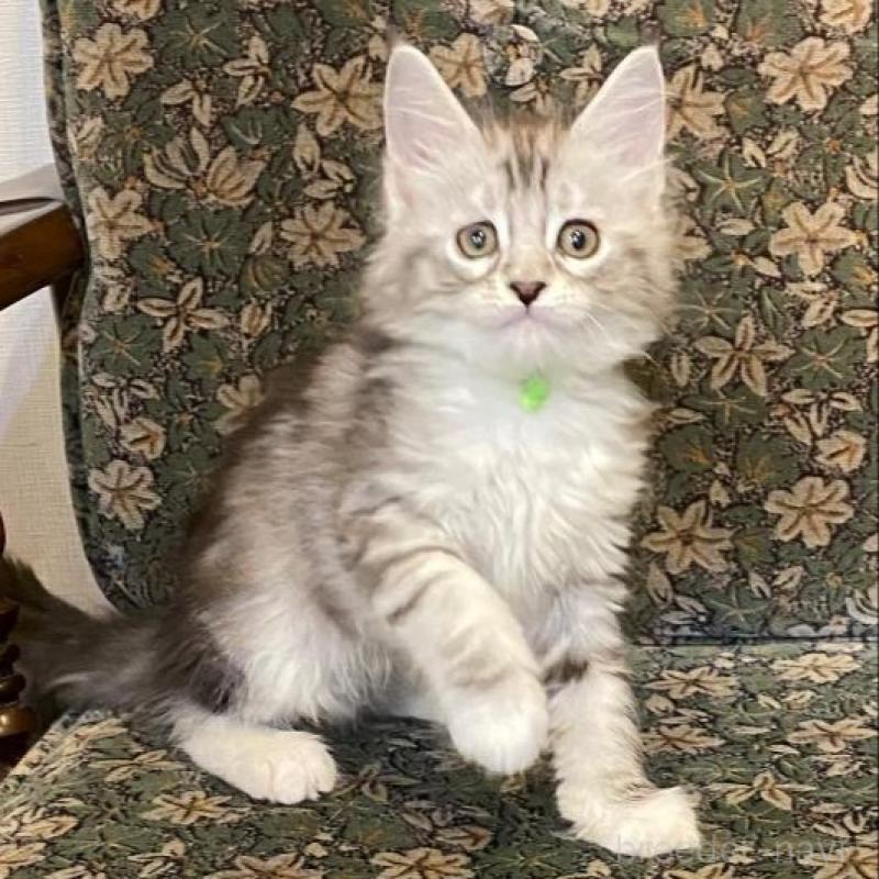 販売中ののメインクーン-130638