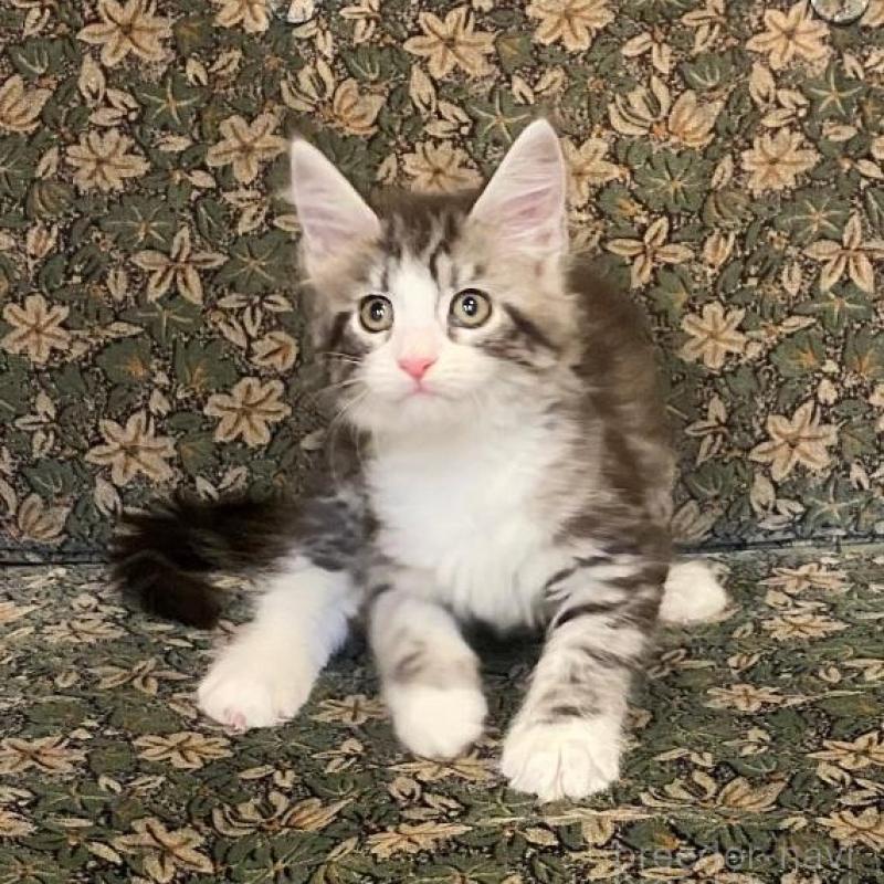 販売中の北海道のメインクーン-130639