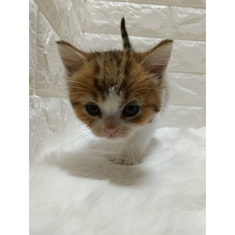 販売中の静岡県のキンカロー-130640の7枚目