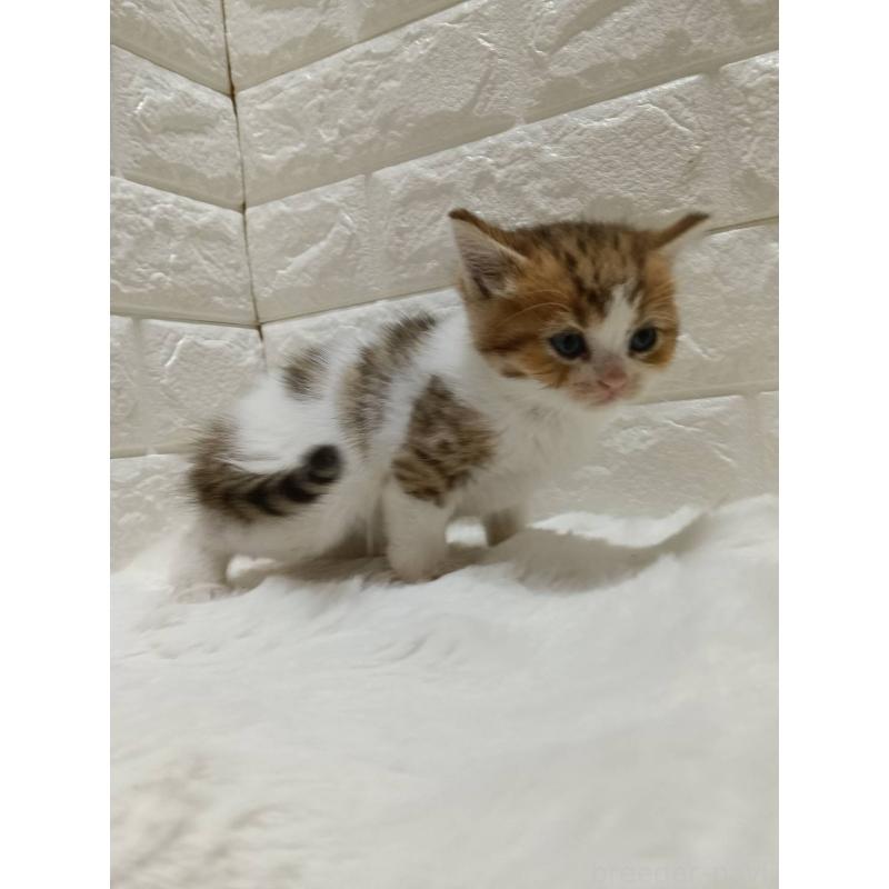 販売中の静岡県のキンカロー-130640の6枚目