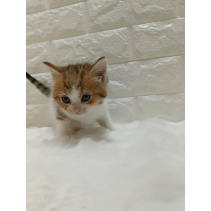 販売中の静岡県のキンカロー-130640の5枚目