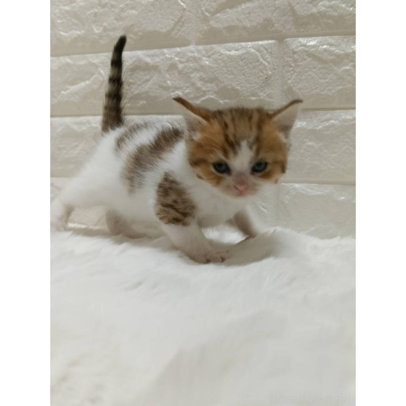 販売中の静岡県のキンカロー-130640の4枚目