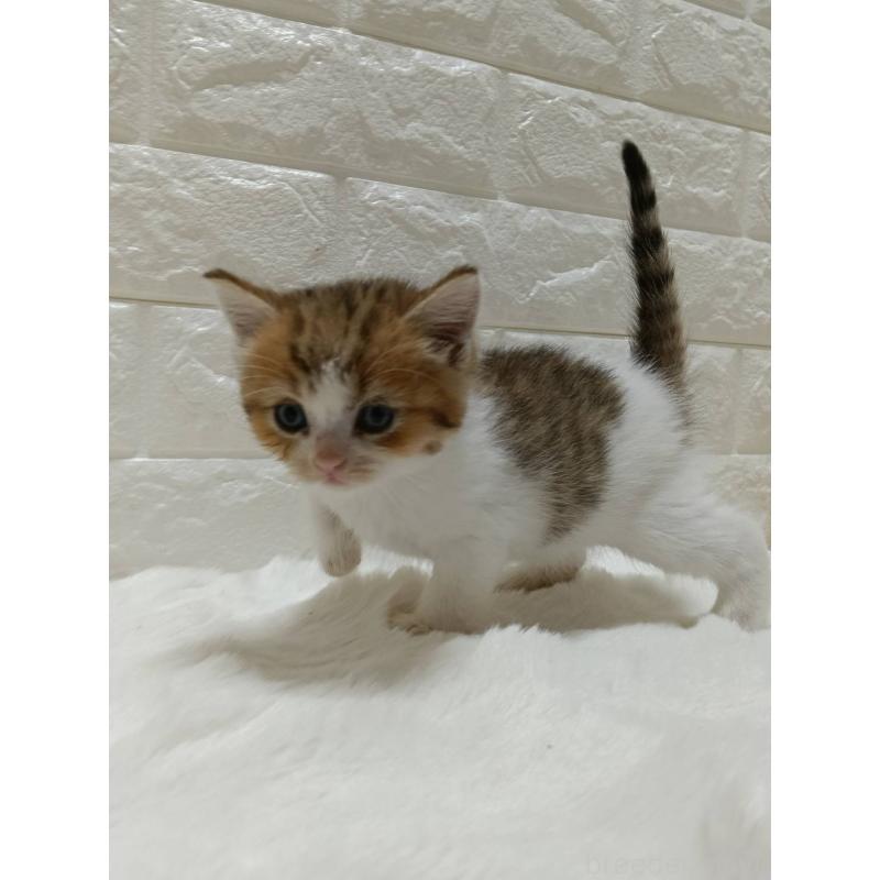 販売中の静岡県のキンカロー-130640の3枚目