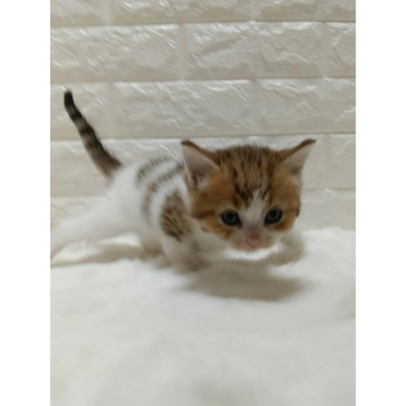 販売中の静岡県のキンカロー-130640の2枚目