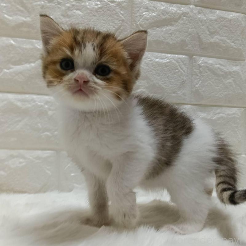 販売中の静岡県のキンカロー-130640の1枚目