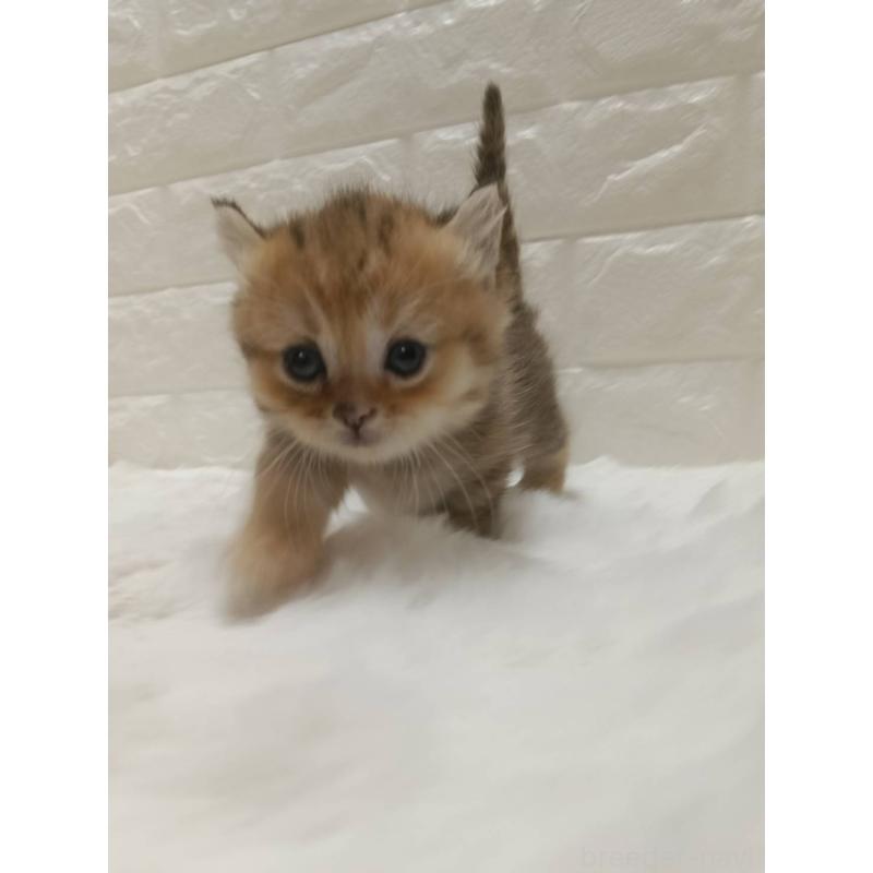 販売中の静岡県のキンカロー-130641の10枚目