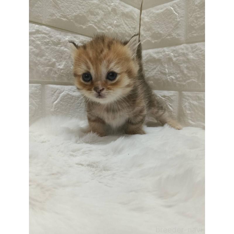 販売中の静岡県のキンカロー-130641の9枚目