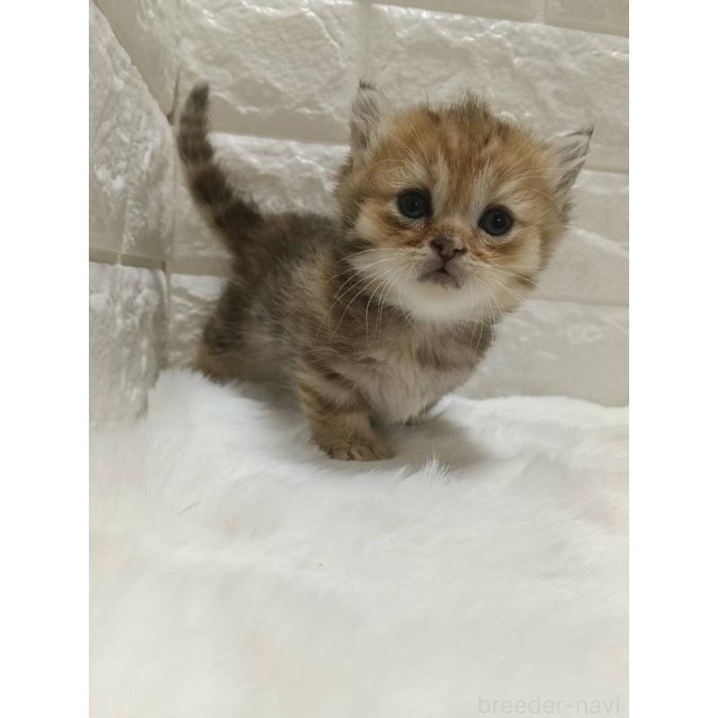 販売中の静岡県のキンカロー-130641の8枚目