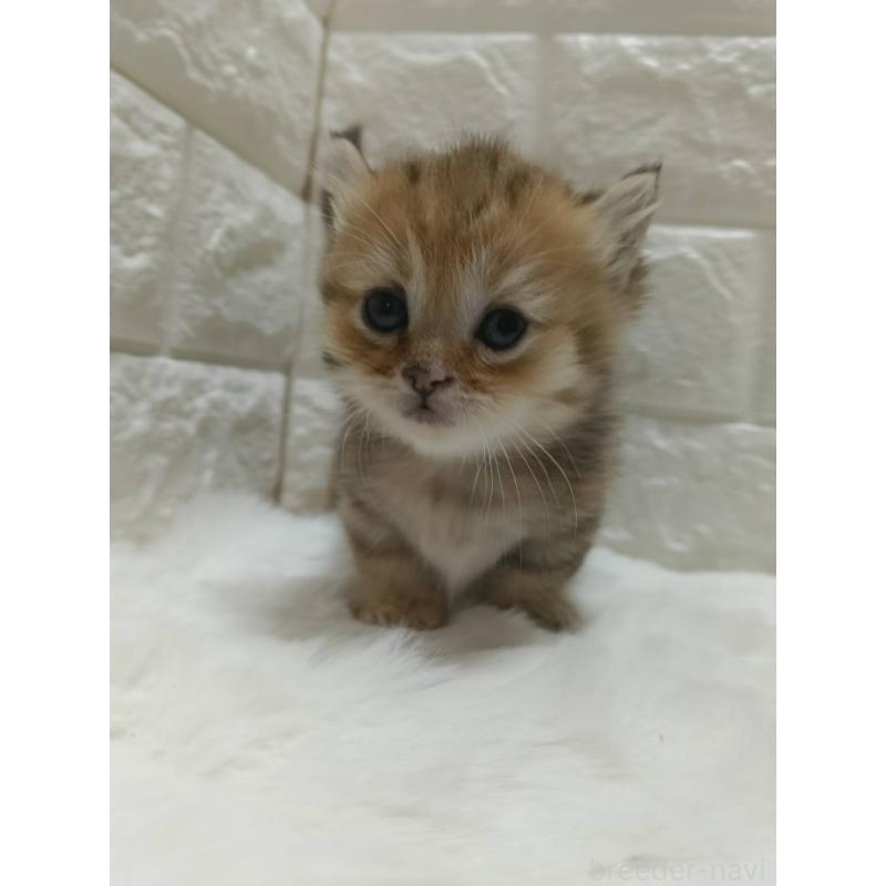 販売中の静岡県のキンカロー-130641の7枚目