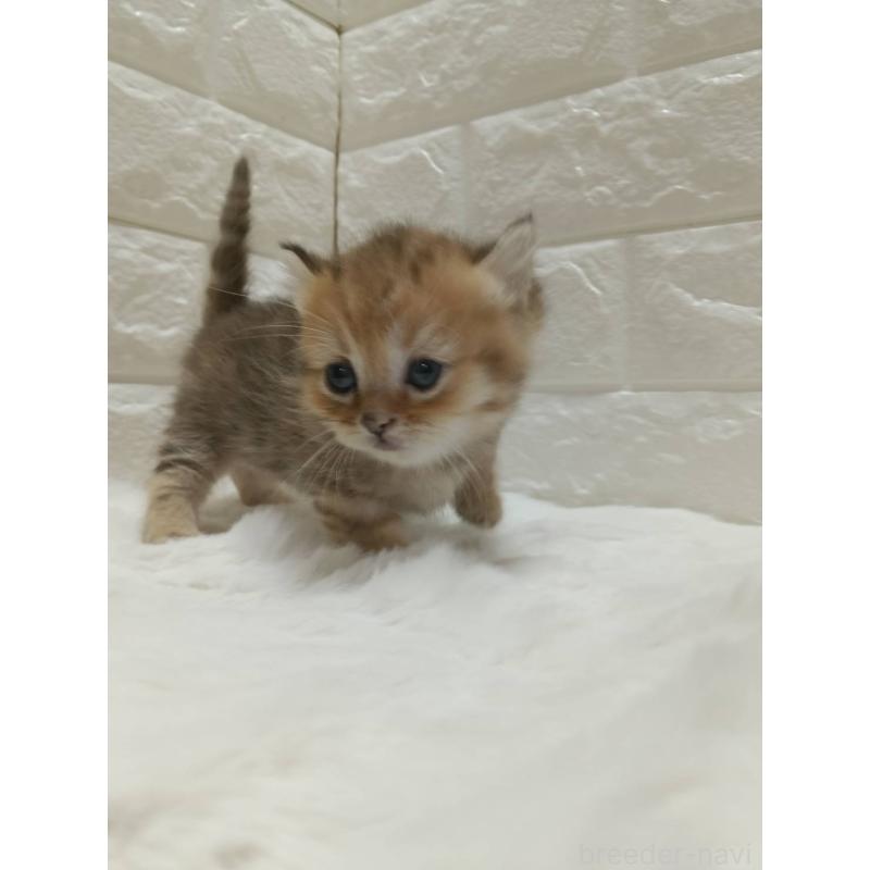 販売中の静岡県のキンカロー-130641の6枚目