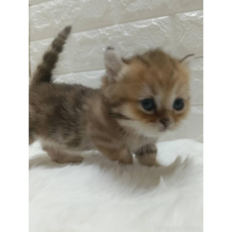 販売中の静岡県のキンカロー-130641の5枚目