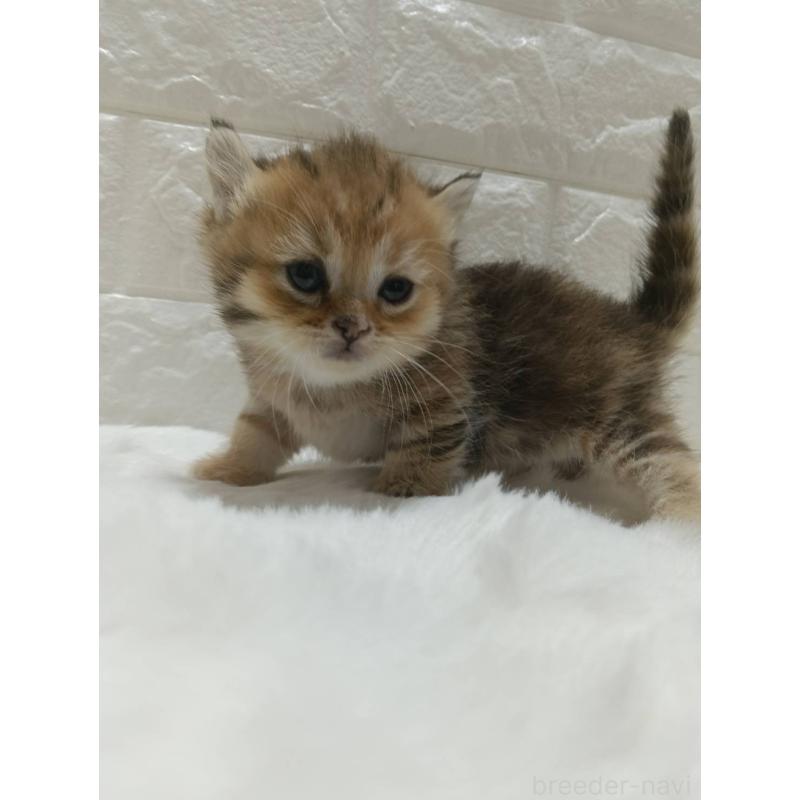 販売中の静岡県のキンカロー-130641の4枚目