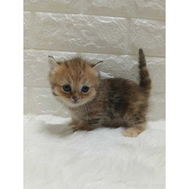 販売中の静岡県のキンカロー-130641の3枚目