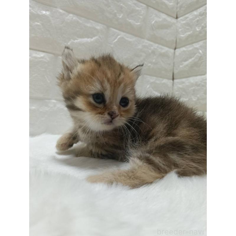 販売中の静岡県のキンカロー-130641の2枚目