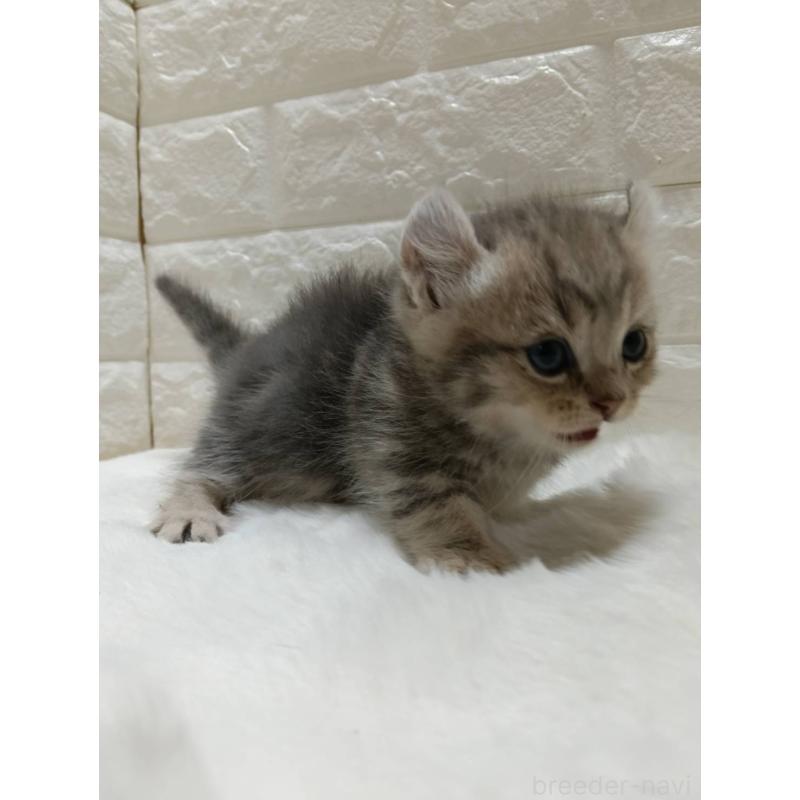 販売中の静岡県のキンカロー-130642の9枚目