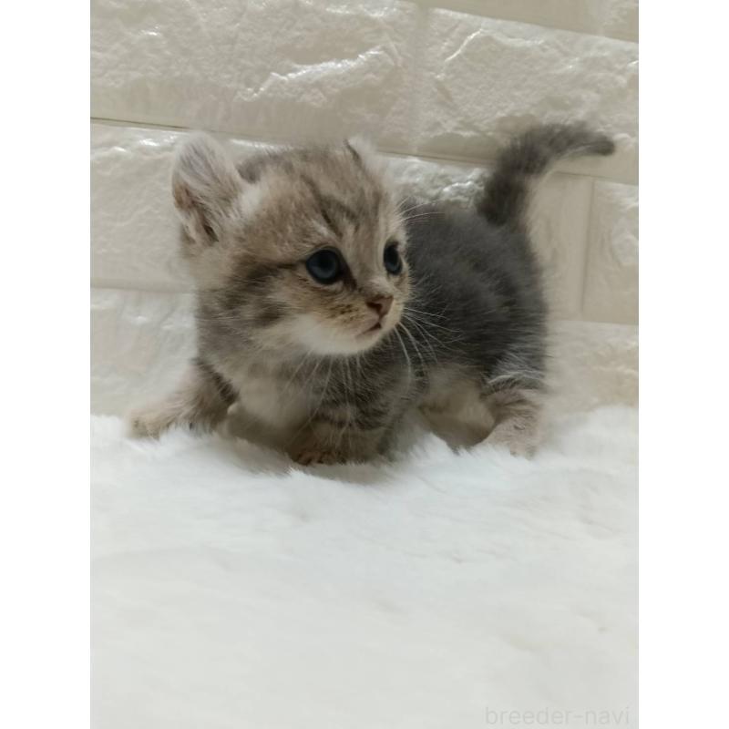 販売中の静岡県のキンカロー-130642の7枚目