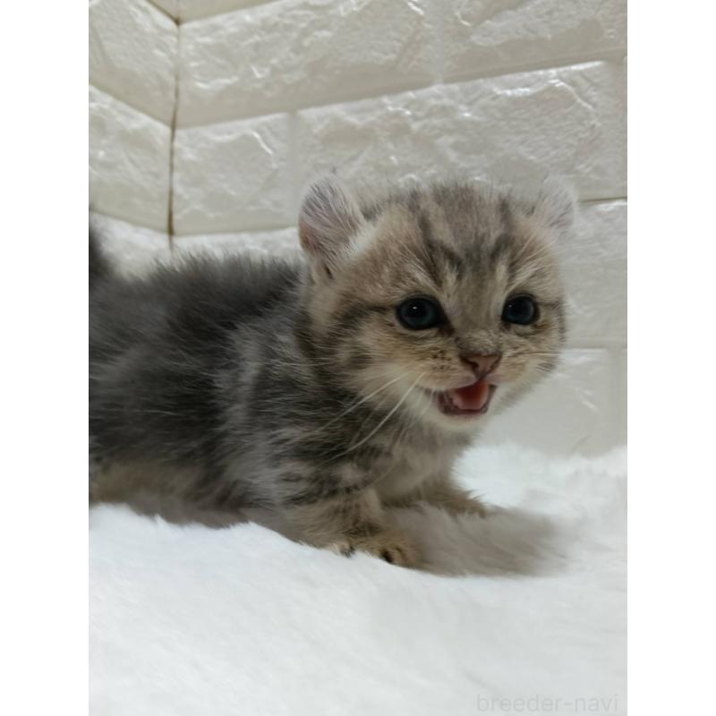 販売中の静岡県のキンカロー-130642の8枚目