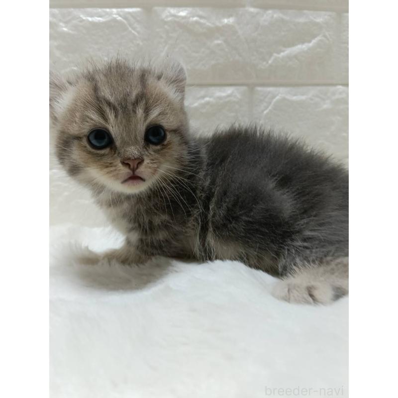 販売中の静岡県のキンカロー-130642の6枚目