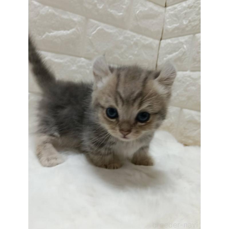 販売中の静岡県のキンカロー-130642の5枚目