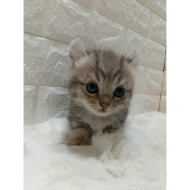 販売中の静岡県のキンカロー-130642の4枚目