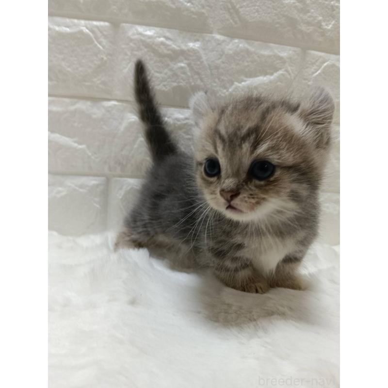 販売中の静岡県のキンカロー-130642の3枚目